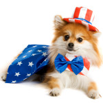 Uncle Sam Pup, Fourth of July Pet Safety Tips