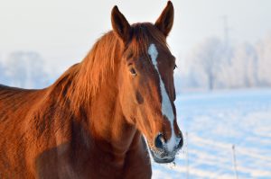 horses healthy this winter