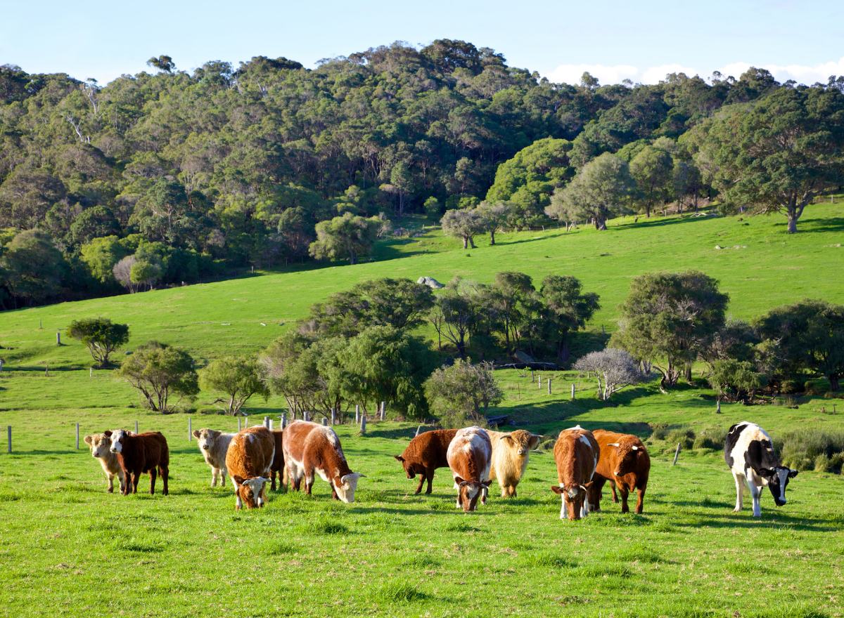 cattle in green pasture