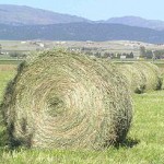 300px-Roundbale1.jpg