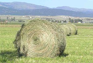 A freshly baled round bale in Montana; extreme weather conditions affect hay such as this