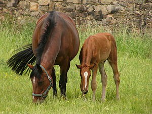 mare and foal