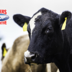 Black Angus Cattle Farmers