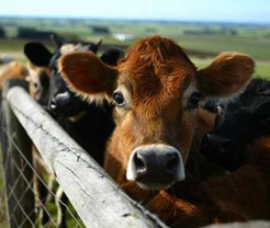 Cow-Calf Winter Preparation