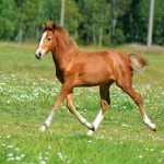 Horse foal running on a green meadow