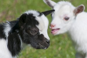 baby goats