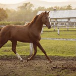 Horse in a stable running and joying at sunset