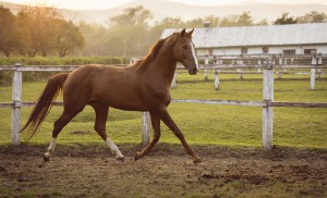 spring horse care tips