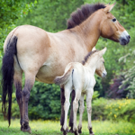 Mare and foal in field