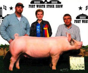 Show Clinic Pig picture with show feeds