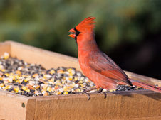Cardinal bird on a bird feeder with seed | Attract birds to a yard 