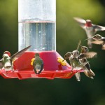 hummingbird feeders