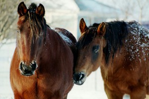 Two horses in the snow.