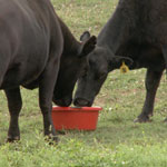 30% Protein High Energy Cattle Tub