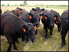 Winter Nutrition for your Cattle