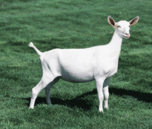 Noble Goat® Range Cube 20