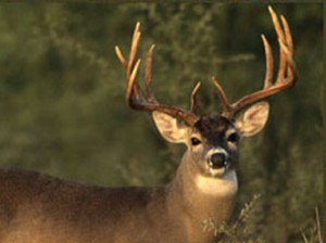  Antler Growth Season