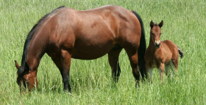 Pregnant Mare Nutrition During Late Gestation 
