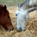 grinding-hay-horse-feed-800×800