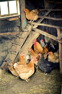 Winter care for chickens starts with winterizing your coop. This is important because it can help protect against frostbite and hypothermia.