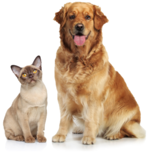 Golden retriever and cat