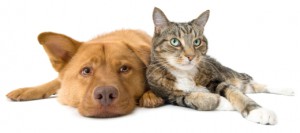 Dog and cat leaning on each other. Managing Back to School Anxiety For Pets