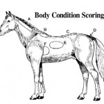 Body Condition Scoring Chart for Horses