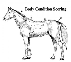 Feeding Horses to Increase Weight and Body Condition. Body condition scoring chart