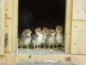 Chicks in a hen house looking outside