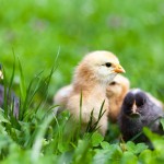 Group of baby chicks in grass