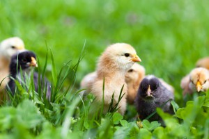 Baby chicks in grass
