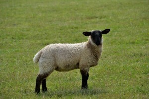 sheep and goat field day