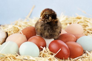 2 to 3 Week Old Chicks