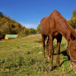 Horse in Nature