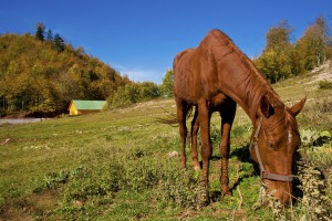 Thin horse grazing grass. Feeding Horses to Increase Weight and Body Condition