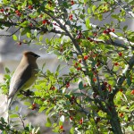 cardinalwucher