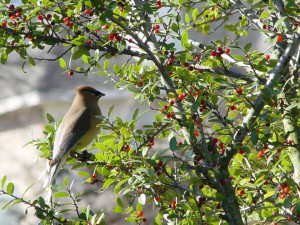 wild bird in tree