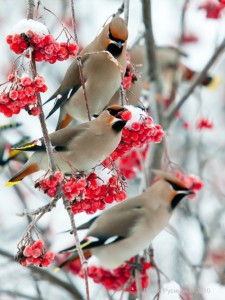 2021 Great Backyard Bird Count