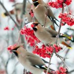 christmas birds