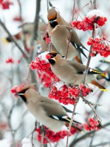 wild birds in tree