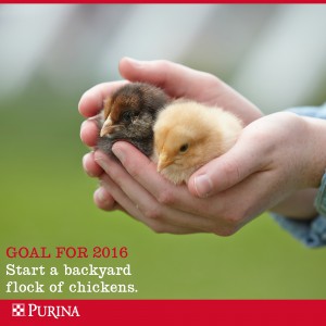 Backyard Chicks being held in hands