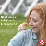 Chick Days Post 5