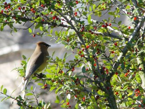 Wild Bird in tree