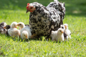 Chick Day at Farmers Coop Fayetteville