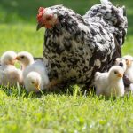 hen with chicks