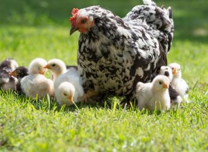 Poultry hen with her chicks in grass