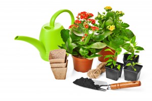 Garden Planting; garden plants, flowers, and supplies