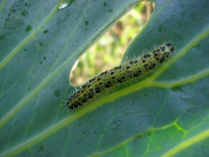 example of Armyworms on leaf