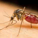 Close-up of a mosquito sucking blood