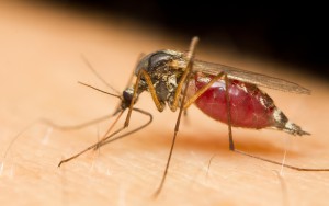 Mosquito control; Close-up of a mosquito sucking blood